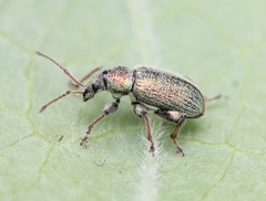 Phyllobius betulinus