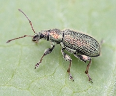 Phyllobius betulinus