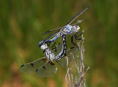 Libellula composita