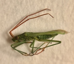 Trigonotylus