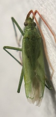 Trigonotylus