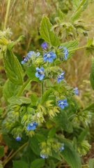 Pentaglottis sempervirens