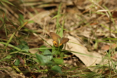 Hypocysta pseudirius