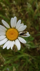 Cercerini