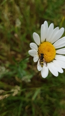 Cercerini