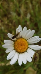 Cercerini