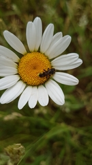 Cercerini