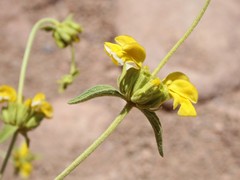 Phlomis aurea