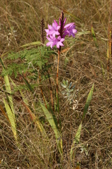 Watsonia densiflora