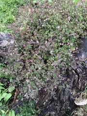 Geranium robertianum