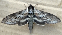 Sphinx poecila