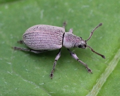 Phyllobius roboretanus