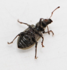 Phyllobius roboretanus