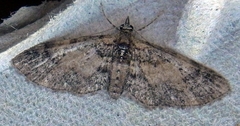Eupithecia palpata
