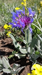 Centaurea fuscomarginata