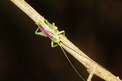 Ocellarnaca furcifera
