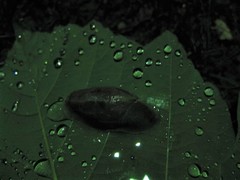Drusia ibera