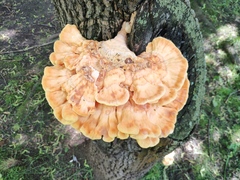 Laetiporus sulphureus