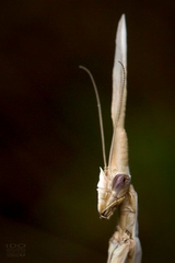 Hypsicorypha gracilis