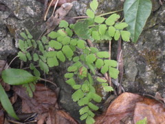 Adiantum tenerum