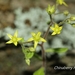 Sedum stellariifolium - Photo (c) Lijin Huang (紫楝), osa oikeuksista pidätetään (CC BY-NC), lähettänyt Lijin Huang (紫楝)