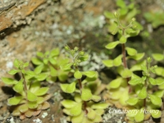 Sedum stellariifolium