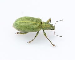 Polydrusus planifrons