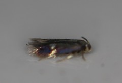 Nepticuloidea