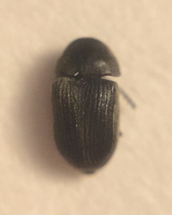 Xyletinus