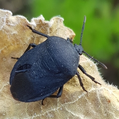 Coridius viduatus