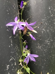 Campanula poscharskyana