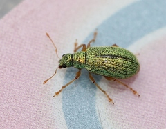 Polydrusus pterygomalis