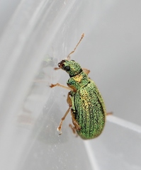 Polydrusus pterygomalis