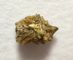 Acanthepeira