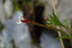 Epilobium amurense