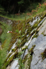 Epilobium amurense