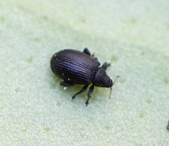 Rhamphus oxyacanthae