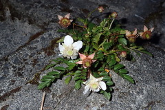 Rubus taiwanicola