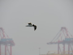 Saundersilarus saundersi