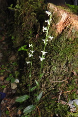 Platanthera brevicalcarata