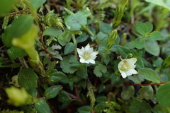 Gentiana flavomaculata