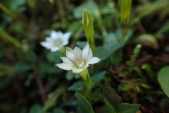 Gentiana flavomaculata