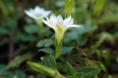 Gentiana flavomaculata