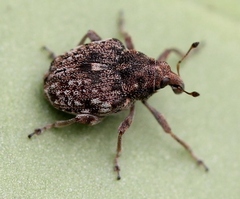 Rhinoncus bruchoides