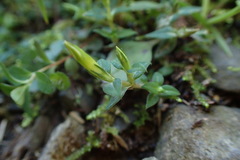 Gentiana flavomaculata