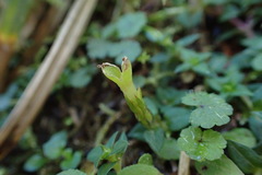 Gentiana flavomaculata