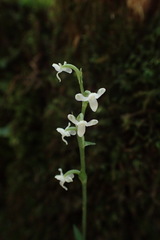 Platanthera brevicalcarata