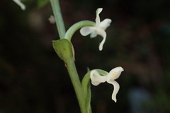 Platanthera brevicalcarata