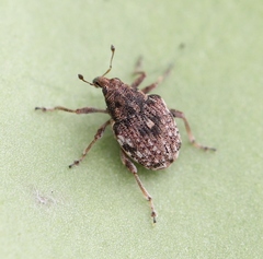 Rhinoncus bruchoides