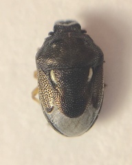 Neottiglossa cavifrons